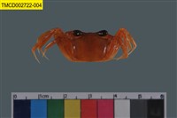 藏品(斯氏沙蟹)的圖片